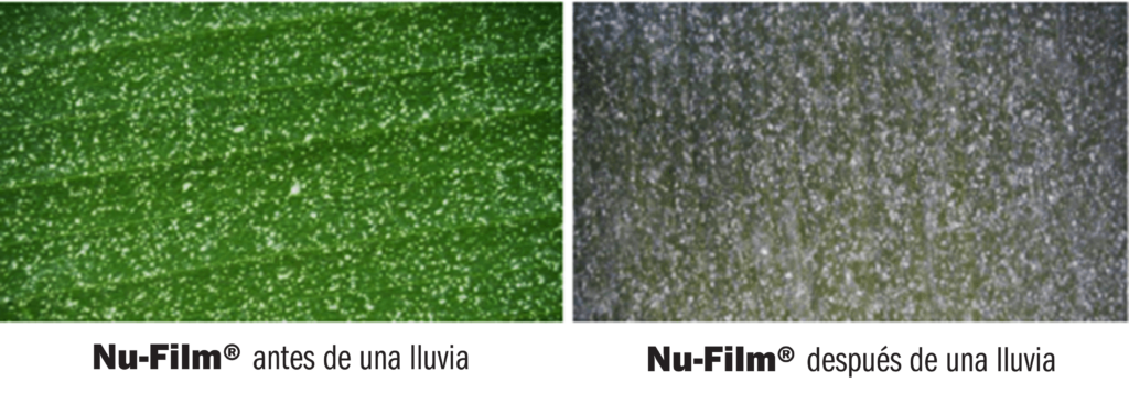 Comparativa de la aplicación de Nu-Film antes y después de una lluvia